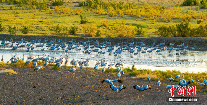 К?зде Шы?жа?да?ы Эйби к?л?н?? жа?асында тырналар тыраулай ?шты
