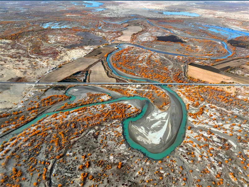 Шы?жа?да?ы Тарым ?зен? сазды?ында?ы тора??ы орманы к?зд?? жауын алады