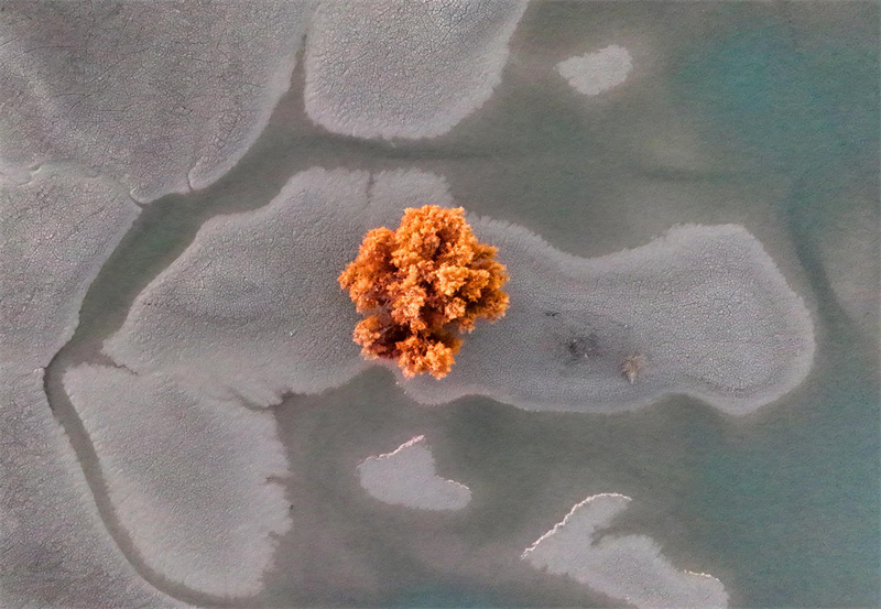 Шы?жа?да?ы Тарым ?зен? сазды?ында?ы тора??ы орманы к?зд?? жауын алады