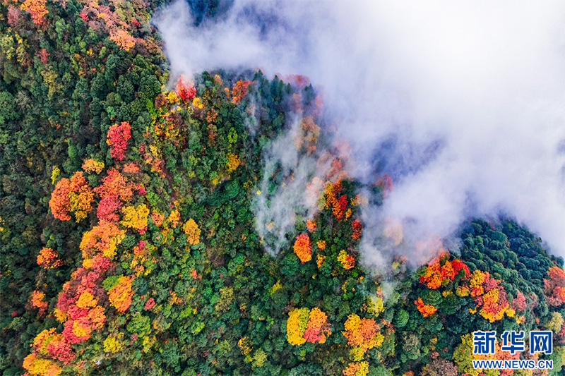 Чунцинны? Цзиньфошань тауыны? к?ркем к?р?н?с?