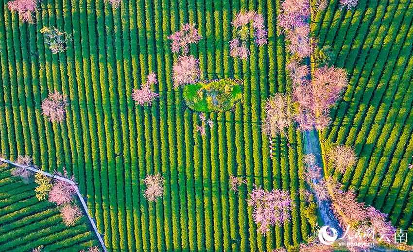 Юньнань ?лкес? Вудзяншань тауында?ы шие г?л? ал?абыны? ?ыс?ы к?р?н?с?