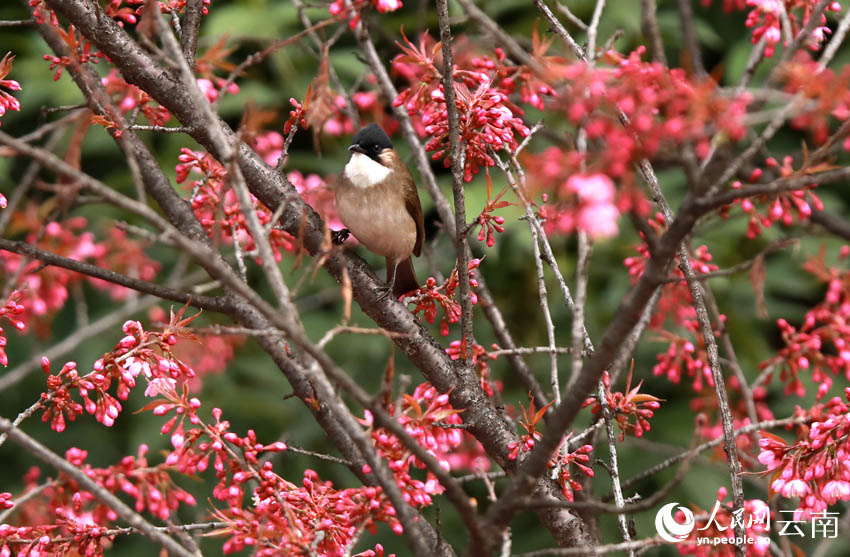 Юньнань ?лкес?ндег? Цюбэй ауданы: ?ыста ашыл?ан г?лдер ж?не ??стар