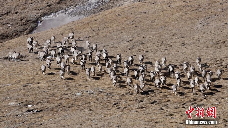 Цинхайды? ?лан ауданында?ы ?й?рл? таутекелер