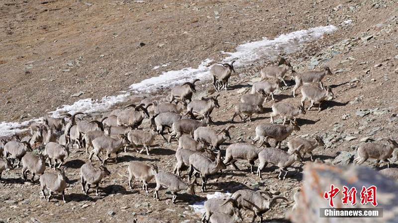 Цинхайды? ?лан ауданында?ы ?й?рл? таутекелер