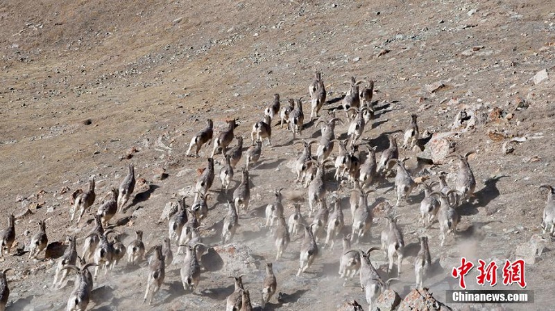 Цинхайды? ?лан ауданында?ы ?й?рл? таутекелер