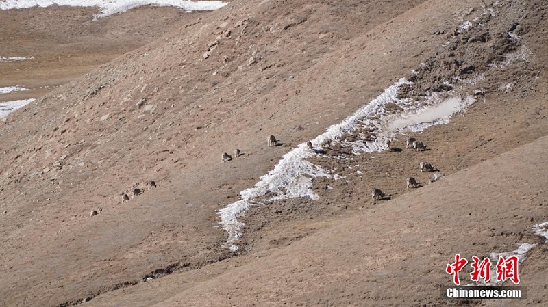Цинхайды? ?лан ауданында?ы ?й?рл? таутекелер