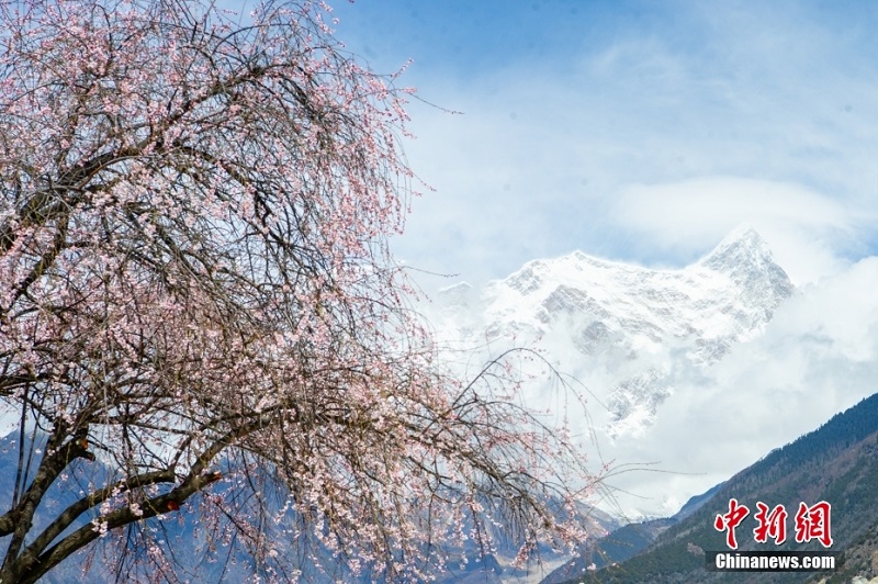 Сицзан Линьчжида шабдалы г?лдед?