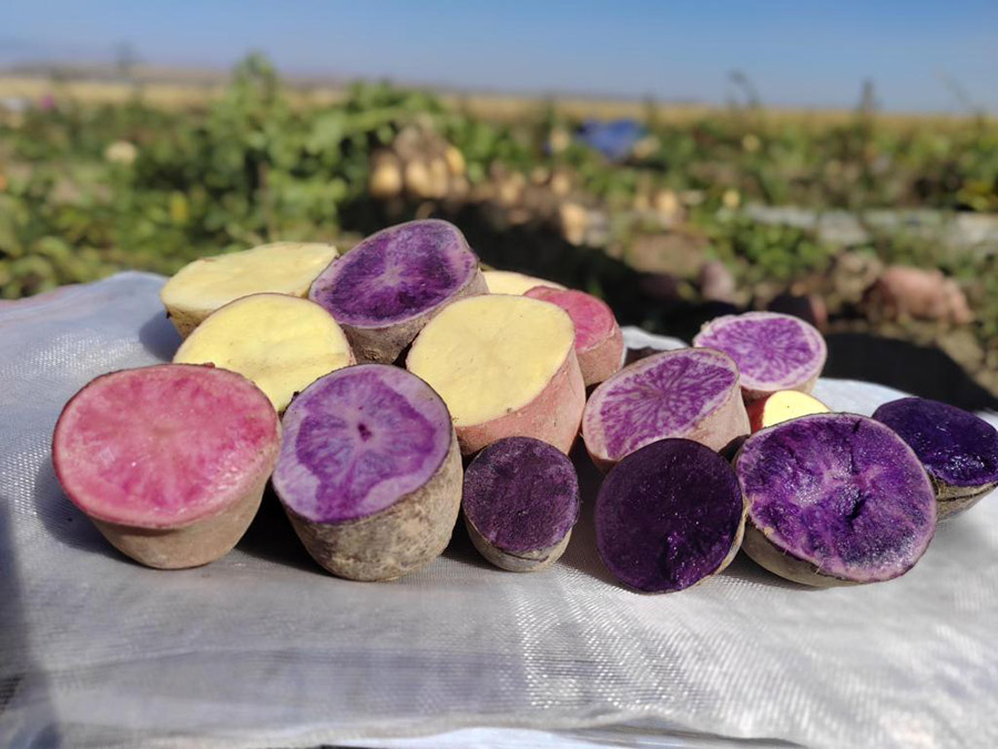 ?р?мж?, Шы?жа?: Т?рл?-т?ст? картопты сына?тан с?тт? ?тк?зд?