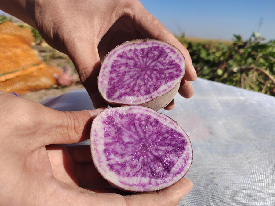 ?р?мж?, Шы?жа?: Т?рл?-т?ст? картопты сына?тан с?тт? ?тк?зд?