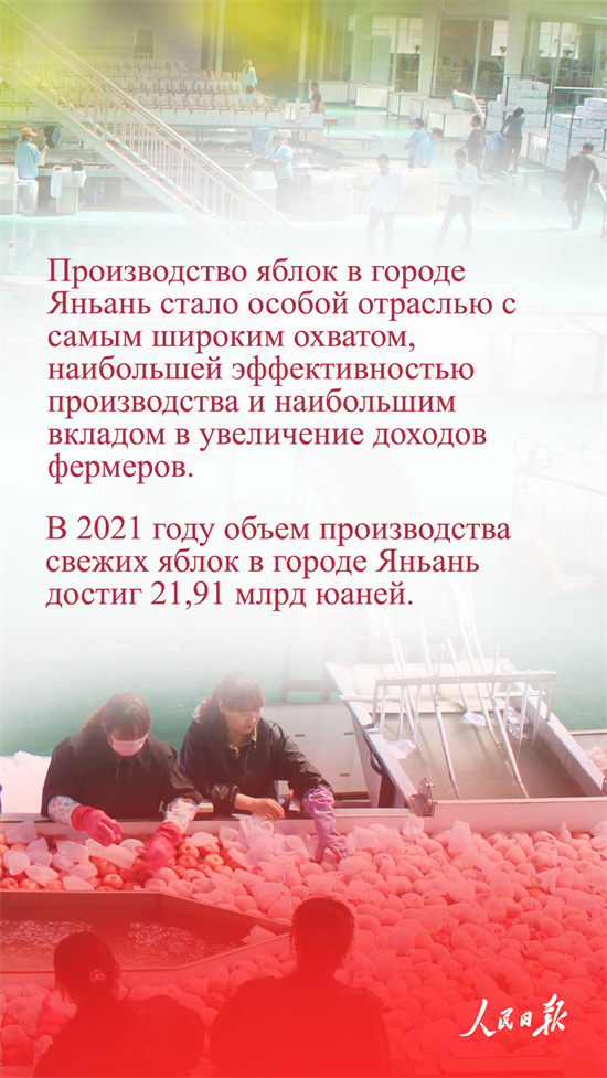 ?ытай алмалары неге танымал?