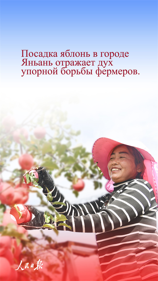 ?ытай алмалары неге танымал?