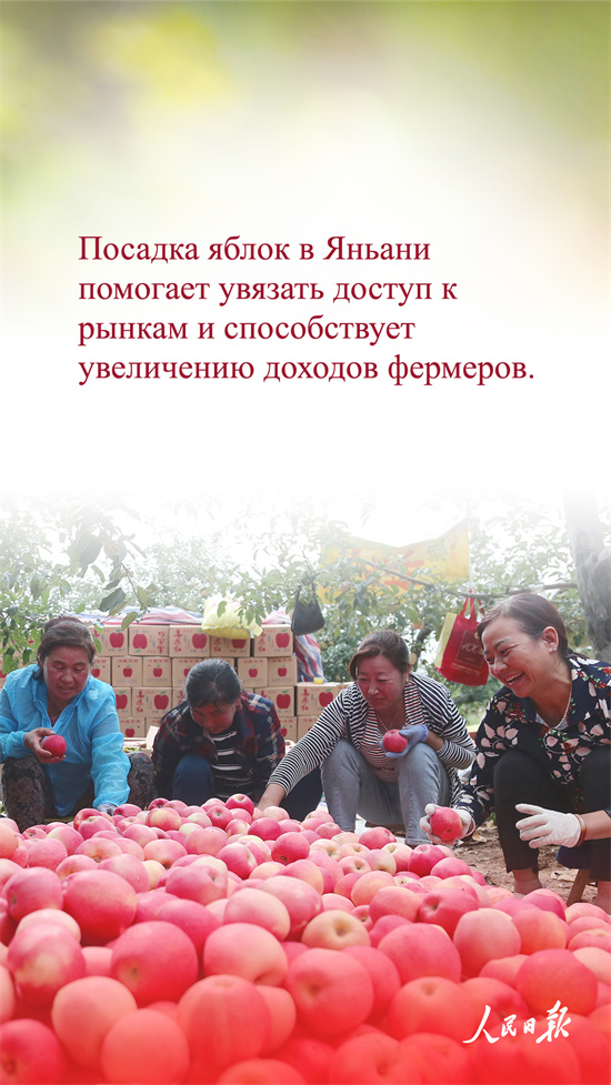 ?ытай алмалары неге танымал?