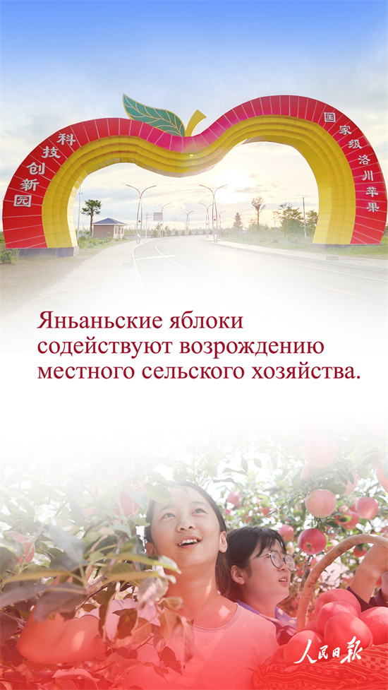 ?ытай алмалары неге танымал?