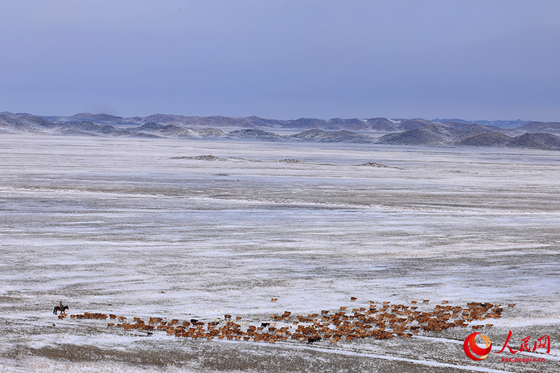 Шы?жа?ны? Алтайында?ы малшылар к?ктеул?кке к?шт?