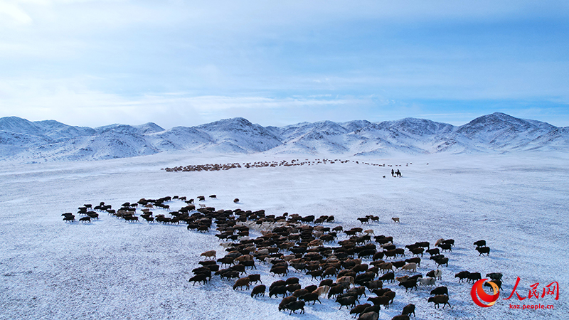 Шы?жа?ны? Алтайында?ы малшылар к?ктеул?кке к?шт?