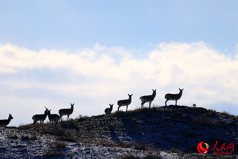 Шы?жа?ны? Алтай айма?ы Сауыр тауында жабайы а?дар жайылып ж?р