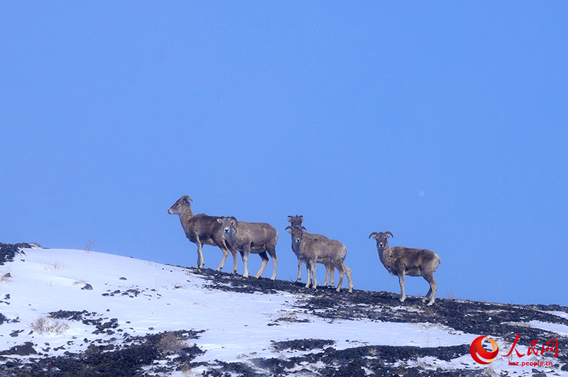 Шы?жа?ны? Алтай айма?ы Сауыр тауында жабайы а?дар жайылып ж?р