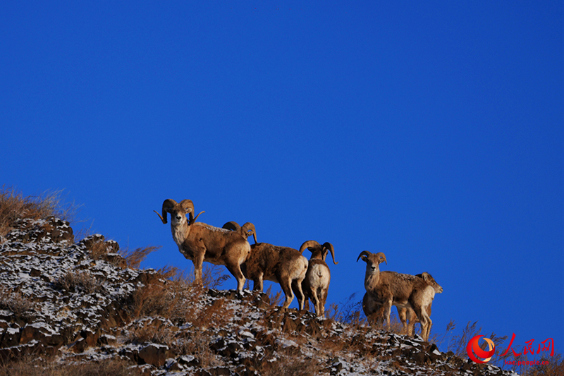 Шы?жа?ны? Алтай айма?ы Сауыр тауында жабайы а?дар жайылып ж?р