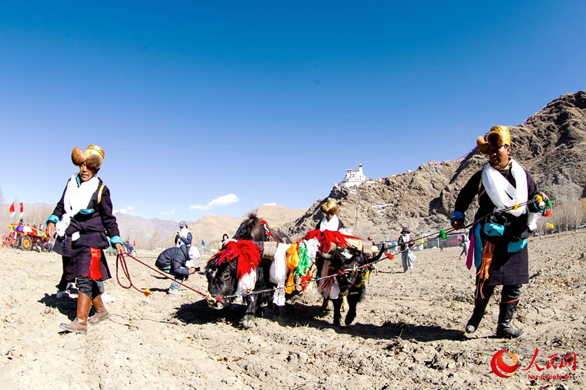 Сицзан фермерлер? к?ктемг? жер жырту маусымыны? ашылу р?с?м?н ?тк?зд?