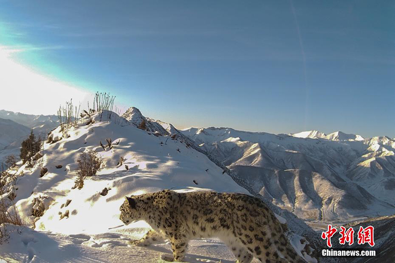 Сицзанны? Нагчу ?аласында барлы?ы 126 барыс аны?талды