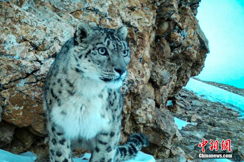 Сицзанны? Нагчу ?аласында барлы?ы 126 барыс аны?талды