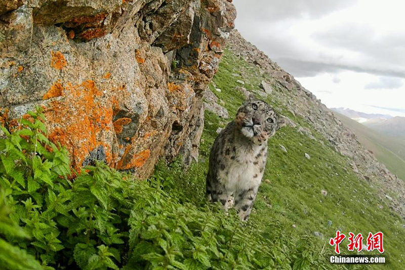 Сицзанны? Нагчу ?аласында барлы?ы 126 барыс аны?талды