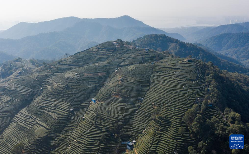 Сиху к?л?ндег? Лунцзин шайын теру маусымы басталды