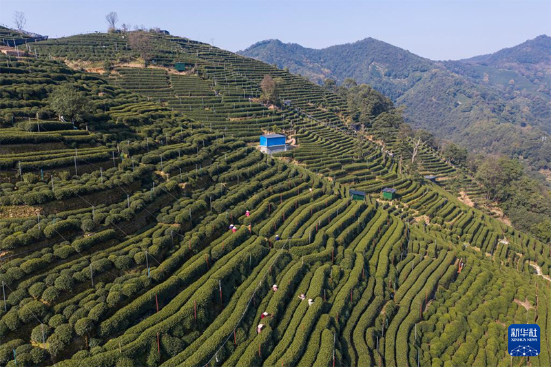 Сиху к?л?ндег? Лунцзин шайын теру маусымы басталды
