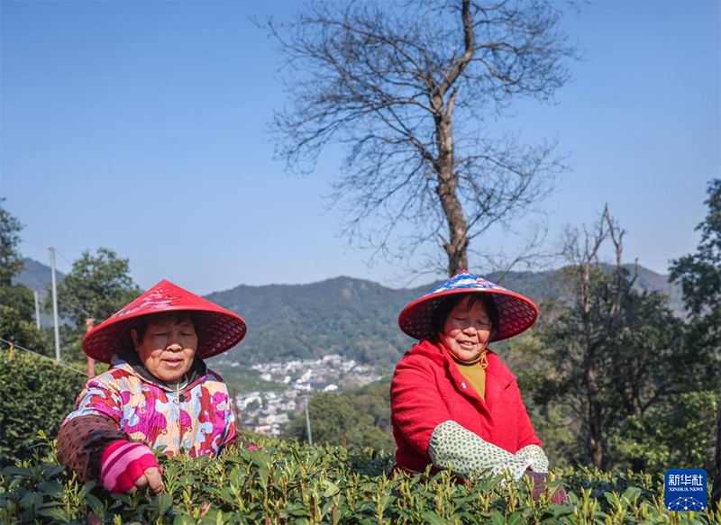 Сиху к?л?ндег? Лунцзин шайын теру маусымы басталды