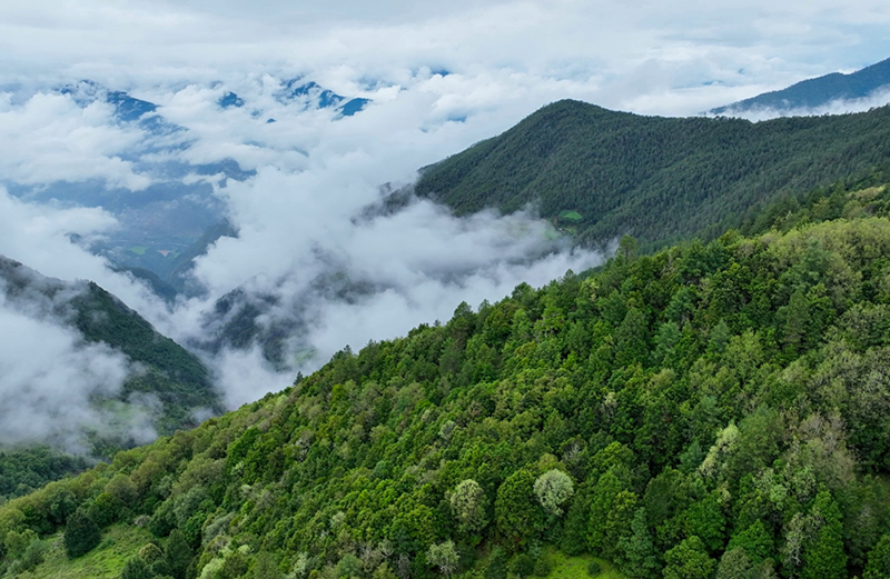 Юньнаньда?ы Тяньчи - Юньнань сабала? маймылдарыны? е? о?т?ст?к мекен?