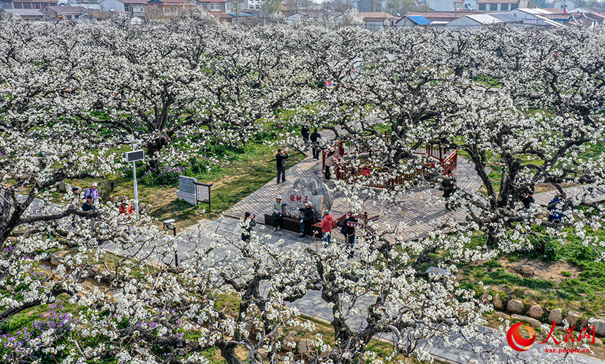 Даншань, Аньхой: Миллион алм?рт а?ашы г?лдер?