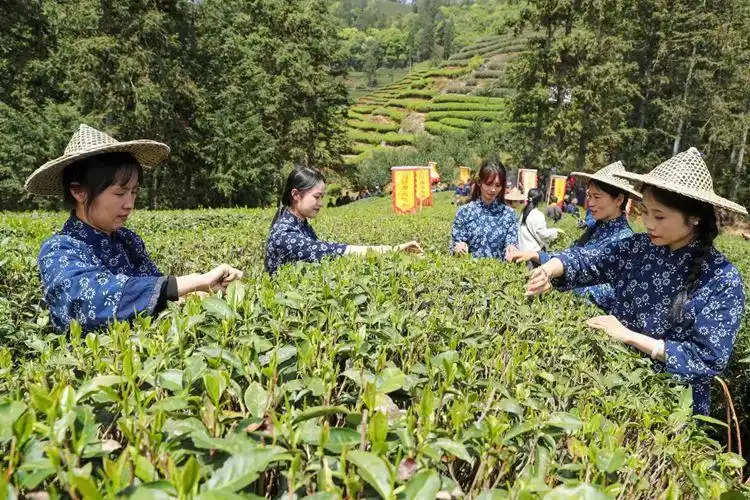 Си Цзиньпин и чай из провинции Фуцзянь