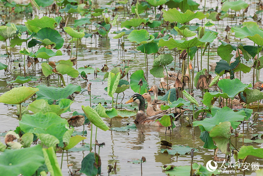 Дамып жат?ан ?ытай - Хэсин ауылында?ы ?згер?стер